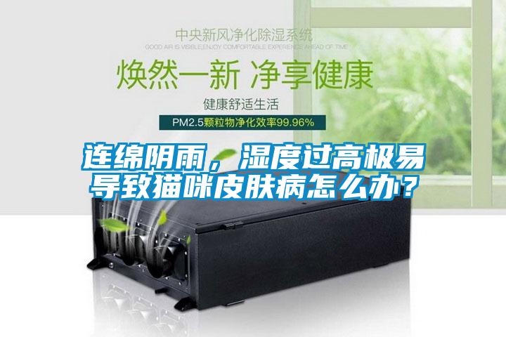 連綿陰雨，濕度過高極易導致貓咪皮膚病怎么辦？
